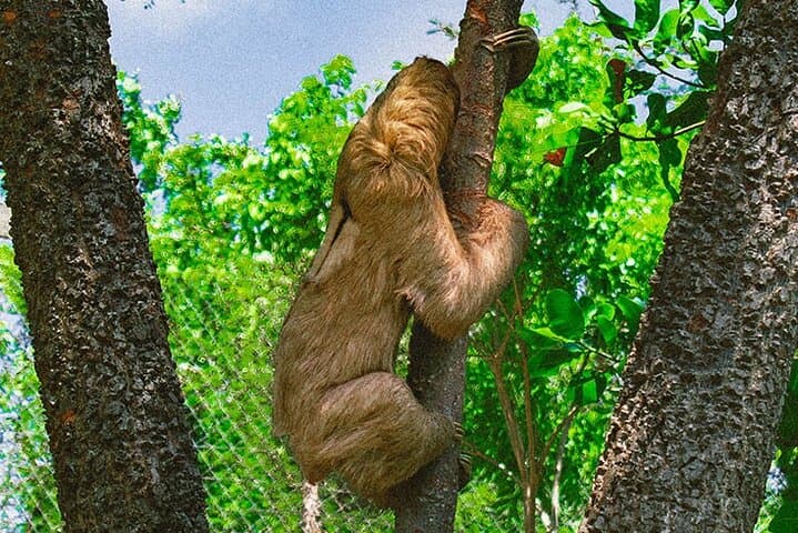 Roatán ATV & Zipline Adventure: Jungle Trails, Wildlife Sanctuary and Beach Stop photo 3