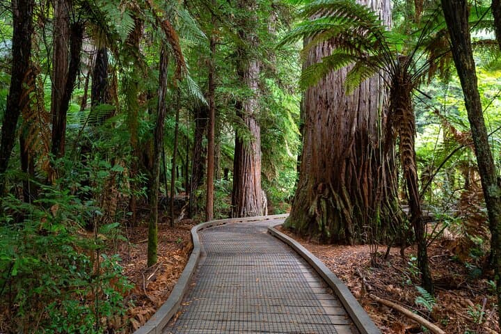 Private Ziplining Forest Adventure in Rotorua Redwood Forest photo 6