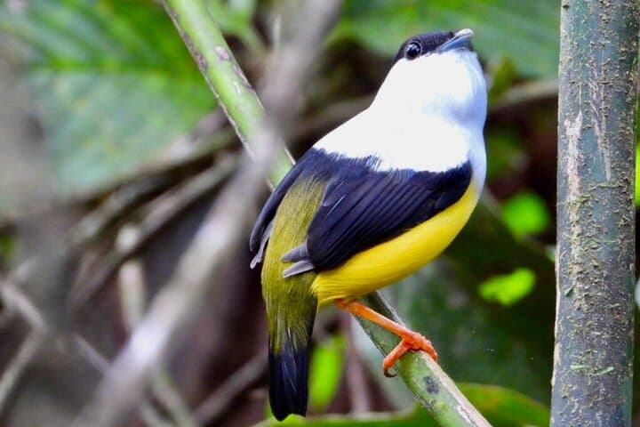 Arenal Mistico Hanging Bridges: Canopy Walk and Wildlife Near La Fortuna photo 5