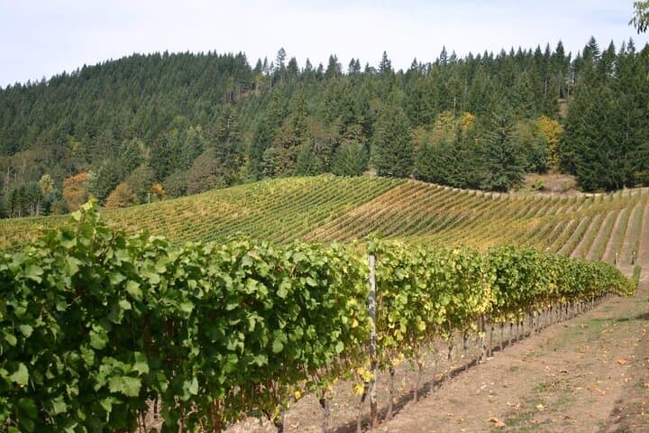 Private Willamette Valley Wine Tour from Portland — Day Trip to Oregon Pinot Country photo 4