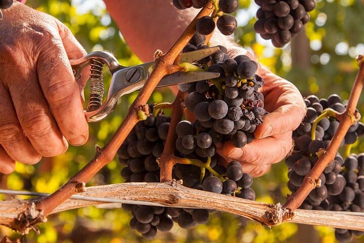 Private Willamette Valley Wine Tour from Portland — Day Trip to Oregon Pinot Country photo 6
