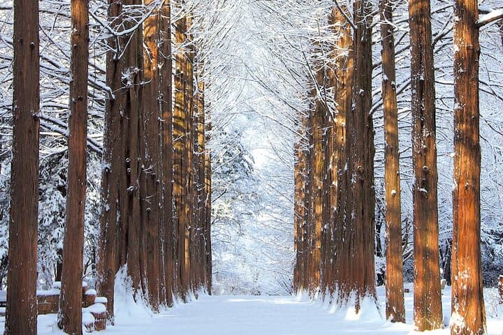 Day Trip from Seoul to Nami Island, Eobi Ice Valley & Alpaca World photo 3