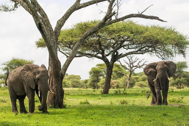 Tarangire Safari and Maasai Village Day Tour from Arusha photo 2