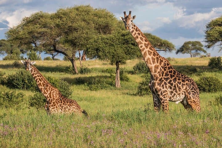 Tarangire Safari and Maasai Village Day Tour from Arusha photo 3