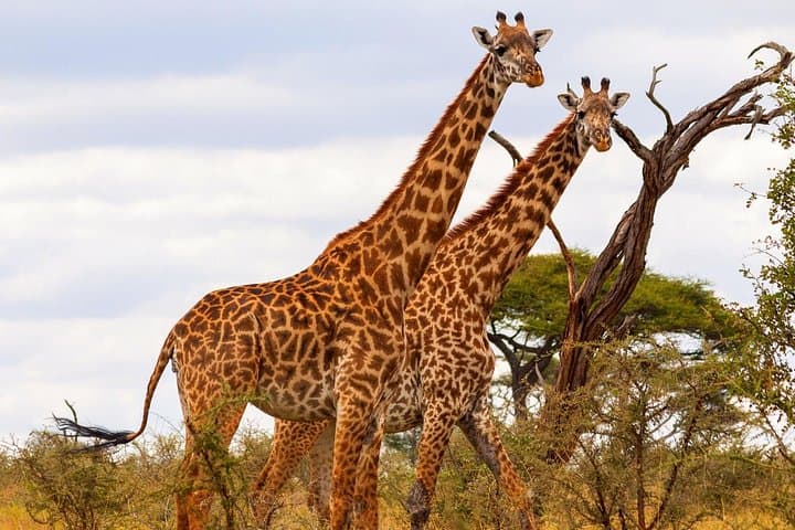 Tarangire Safari and Maasai Village Day Tour from Arusha photo 4