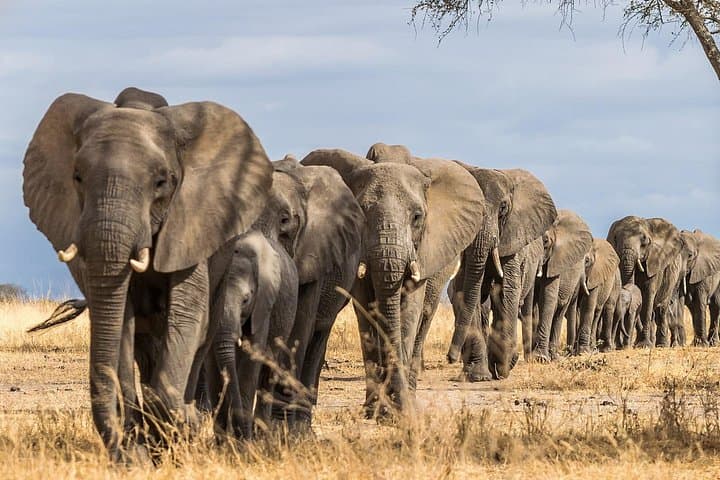 Tarangire Safari and Maasai Village Day Tour from Arusha photo 1