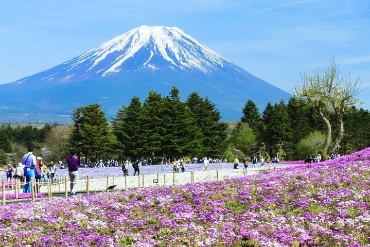 Mt Fuji Day Tour: Kawaguchi Ropeway, Matcha Ceremony & Oshino Hakkai photo 5