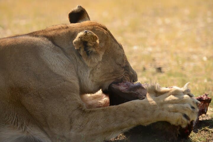 Chobe Private Day Trip: Luxury Safari from Livingstone to Kasane photo 3