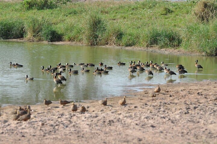 Full-Day Private Safari in Arusha National Park: Hike, Game View & Momella Lakes photo 2
