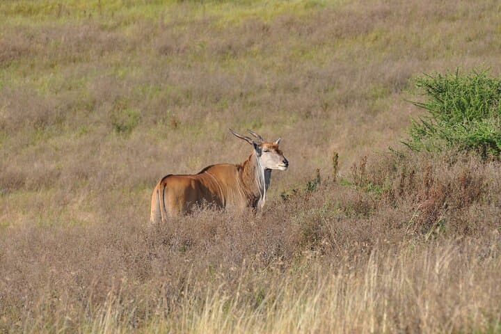 Full-Day Private Safari in Arusha National Park: Hike, Game View & Momella Lakes photo 3