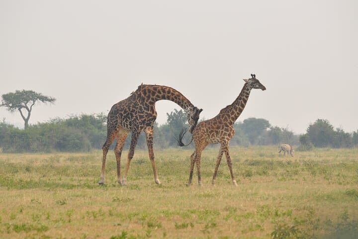 Full-Day Private Safari in Arusha National Park: Hike, Game View & Momella Lakes photo 4