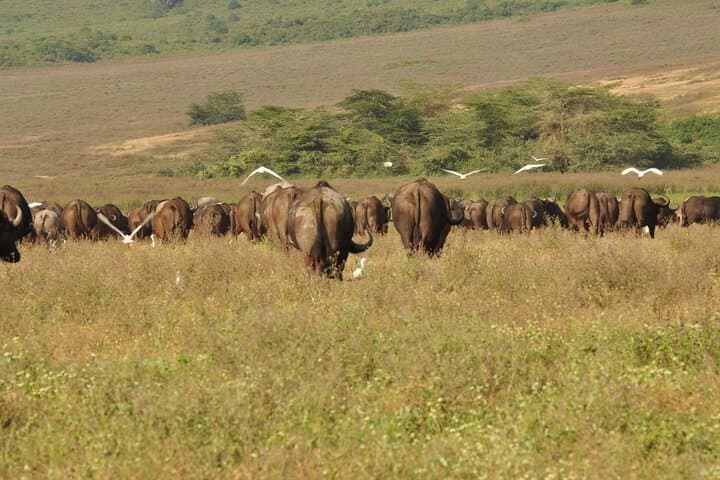 Full-Day Private Safari in Arusha National Park: Hike, Game View & Momella Lakes photo 5
