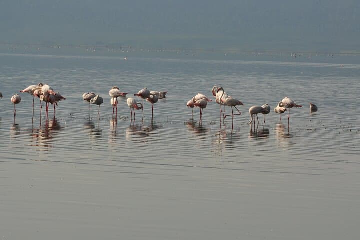 Full-Day Private Safari in Arusha National Park: Hike, Game View & Momella Lakes
