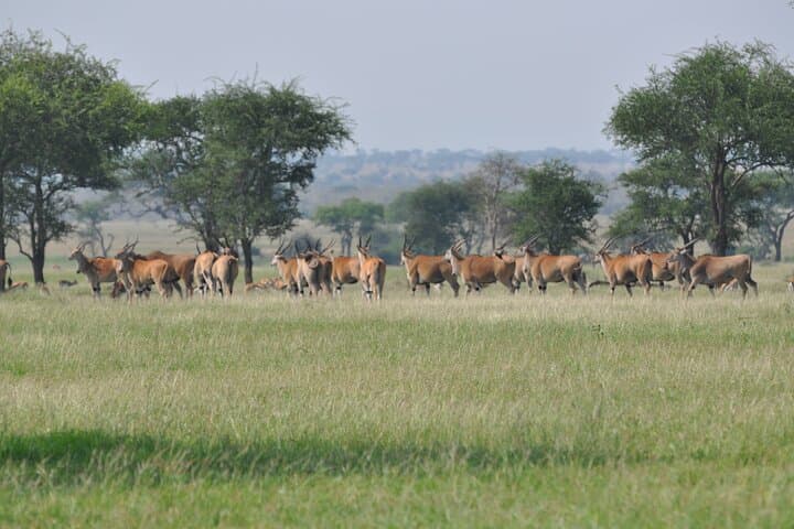Full-Day Private Safari in Arusha National Park: Hike, Game View & Momella Lakes photo 6