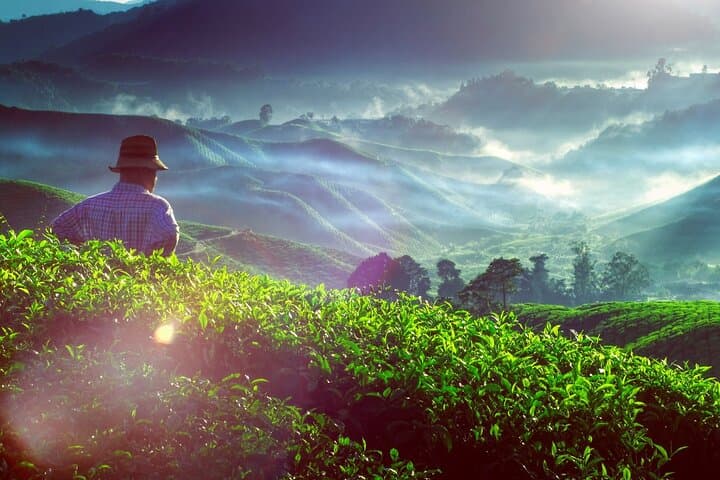 Cameron Highlands Private Nature Day Trip from Kuala Lumpur photo 4
