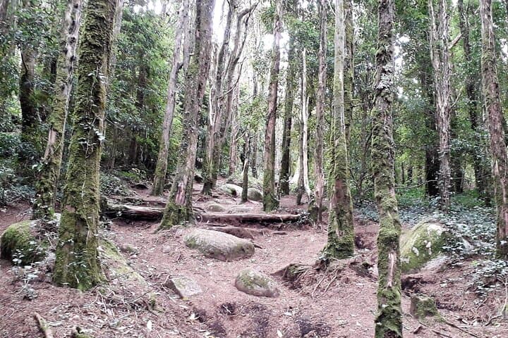 Private Sintra-Cascais Hike with Traditional Grilled Lunch and Guincho Dunes photo 1