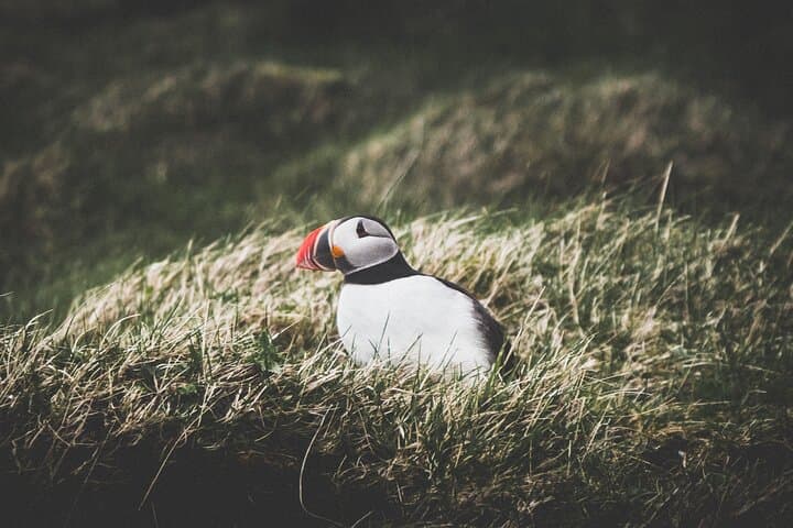 Hike Eldfell and Meet the Puffins: Private Westman Islands Day Tour from Reykjavík