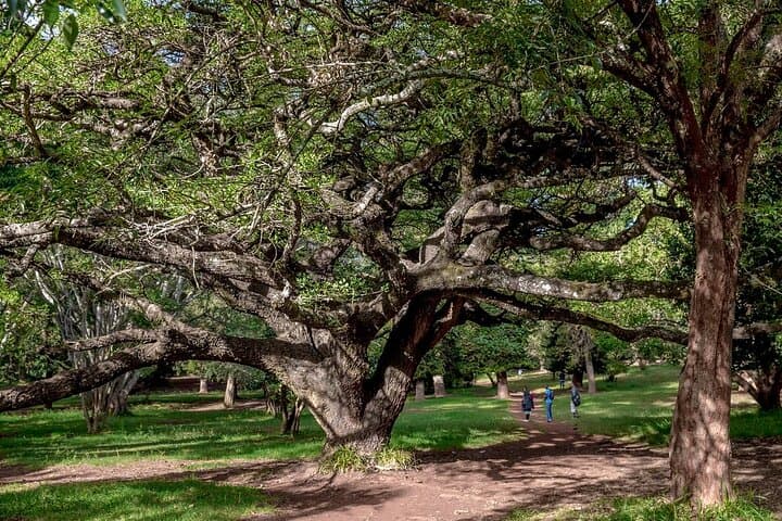 Nairobi Arboretum & National Museum Day Tour — Forest Walks, Birds, and Kenya’s Heritage