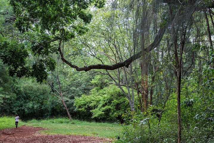 Nairobi Arboretum & National Museum Day Tour — Forest Walks, Birds, and Kenya’s Heritage photo 4