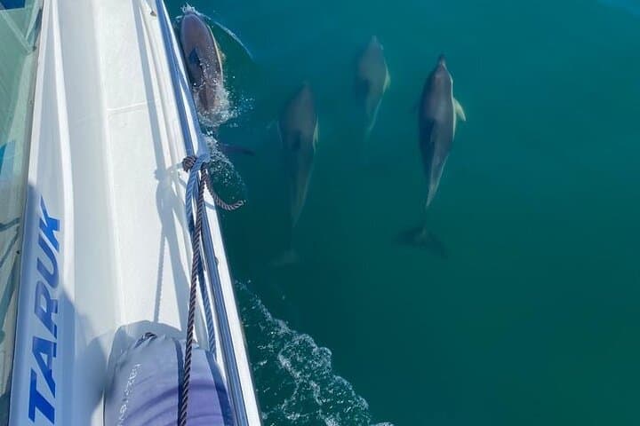 Nazaré Cetacean & Canyon Boat Tour — Whale Watching and Praia do Norte Views photo 4