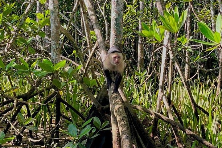 Sierpe River Mangrove Tour: Cruise Costa Rica's Largest Mangrove Forest photo 6