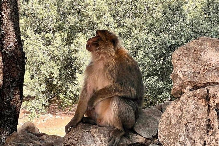 Fez to the Middle Atlas: 4-Day Cultural and Cedar-Forest Escape