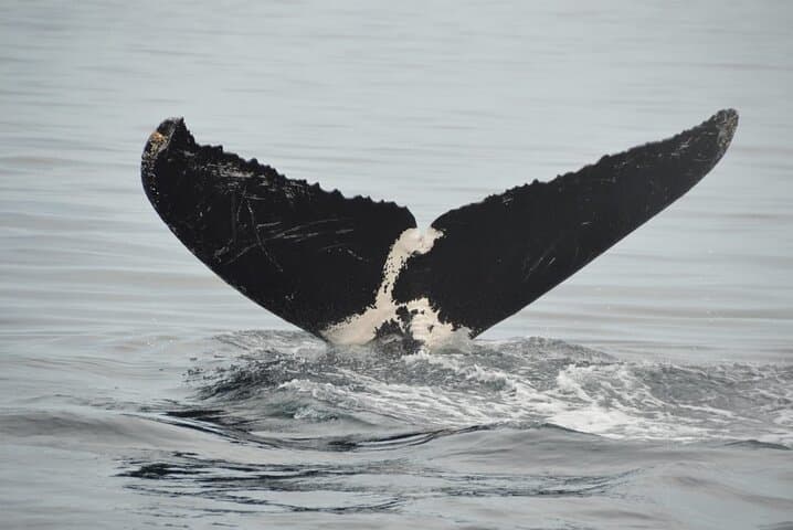 Puerto Vallarta 3-Hour Private Whale Watching Tour — Humpbacks in Banderas Bay