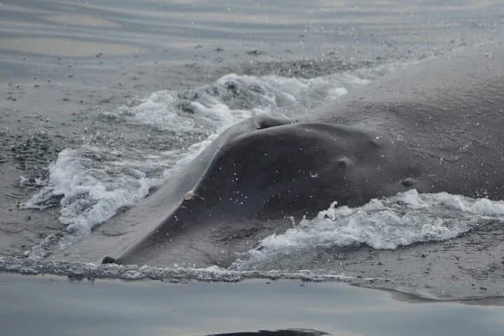 Puerto Vallarta 3-Hour Private Whale Watching Tour — Humpbacks in Banderas Bay photo 4