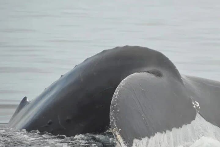 Puerto Vallarta 3-Hour Private Whale Watching Tour — Humpbacks in Banderas Bay photo 6