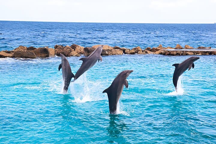 Snorkel with Wild Dolphins at Dolphin House — Hurghada Red Sea Day Cruise photo 4