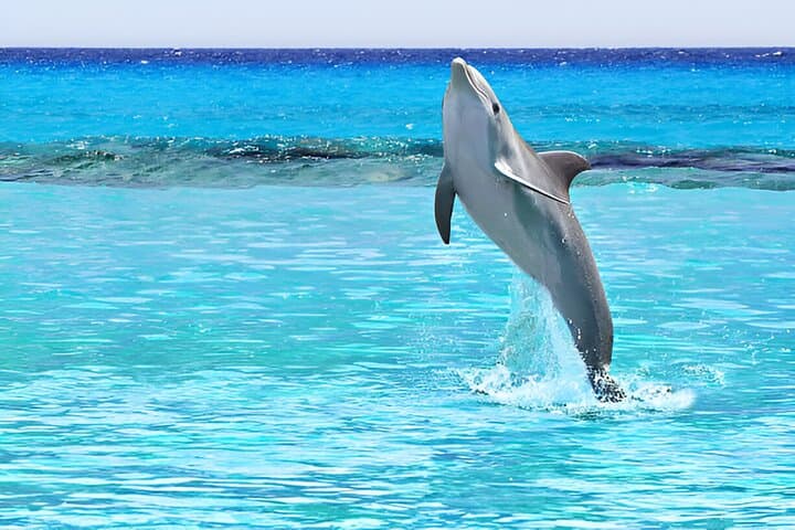 Snorkel with Wild Dolphins at Dolphin House — Hurghada Red Sea Day Cruise photo 5