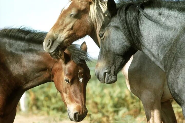 Horseback riding in La Calera to San Rafael Reservoir with lunch at Andrés Carne de Res photo 5