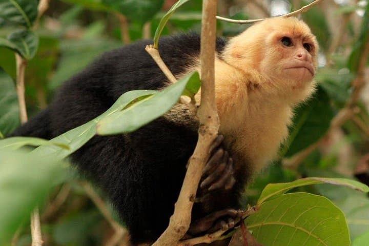 Roatán Jungle Top Wildlife Eco-Park Tour — See Sloths, Capuchins & Macaws Up Close photo 1