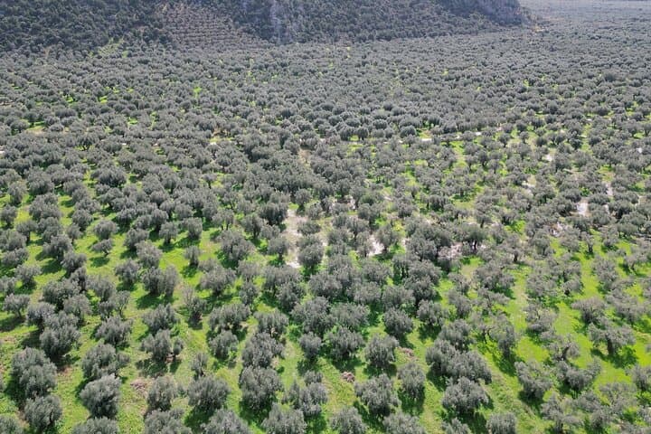Hike the Ancient Olive Path from Delphi to Aggali: Oracle Valley Trail photo 2