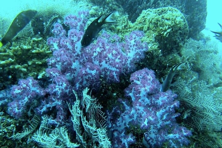 Phu Quoc Pro-Guided Coral Reef Diving Tour — Full-Day Scuba from Duong Dong photo 5