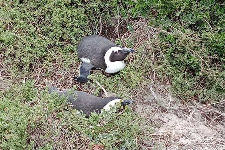 Cape Peninsula Full-Day Private Tour: Boulders Beach Penguins & Cape Point Adventure photo 2