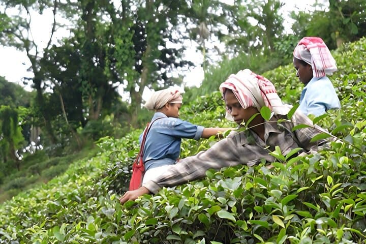 Amchong Tea Garden Tour — Tea Plucking, Tasting & Factory Walk Near Guwahati