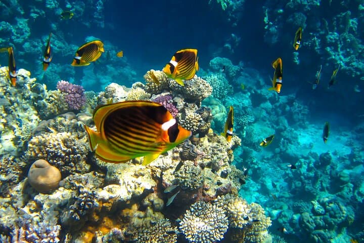 Private Half-Day Mahmya Island Snorkeling Speedboat from Hurghada photo 4