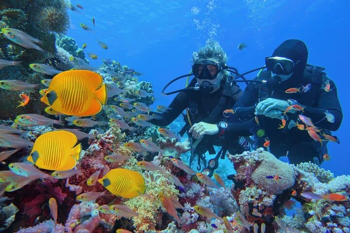Private Half-Day Mahmya Island Snorkeling Speedboat from Hurghada photo 5