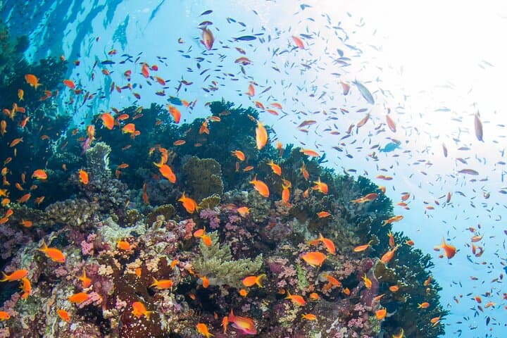 Private Half-Day Mahmya Island Snorkeling Speedboat from Hurghada photo 6