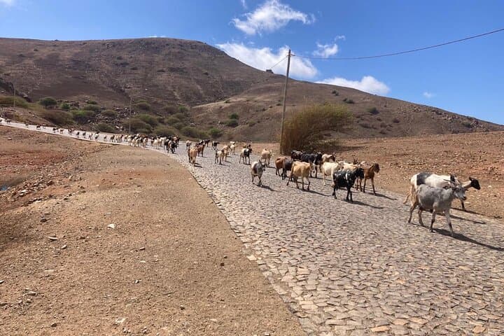Drive to Monte Verde Tea House: Summit Views & Local Tea on São Vicente photo 5