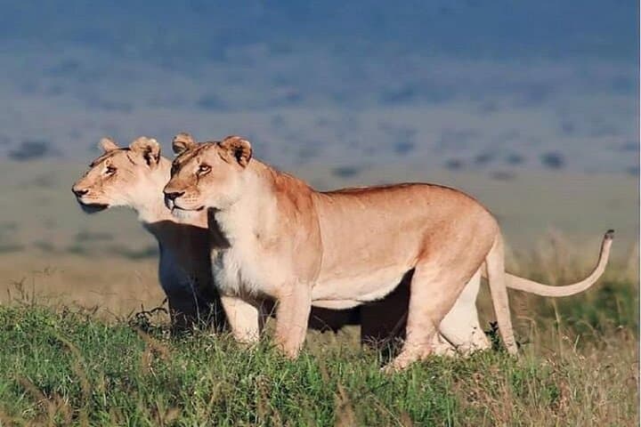 Ngorongoro Crater Day Safari from Arusha — Big Five Game Drive