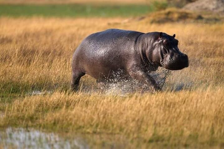 Ngorongoro Crater Day Safari from Arusha — Big Five Game Drive photo 2