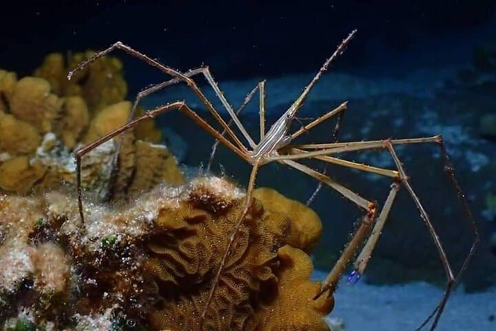 Roatan Night Snorkel Adventure: Explore the Reef After Dark photo 2