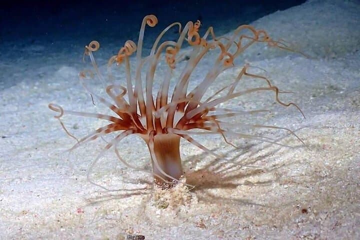 Roatan Night Snorkel Adventure: Explore the Reef After Dark photo 4