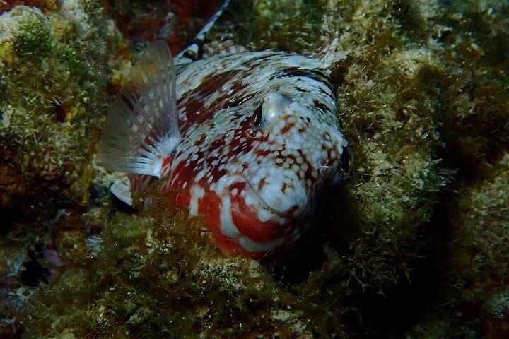 Roatan Night Snorkel Adventure: Explore the Reef After Dark photo 5