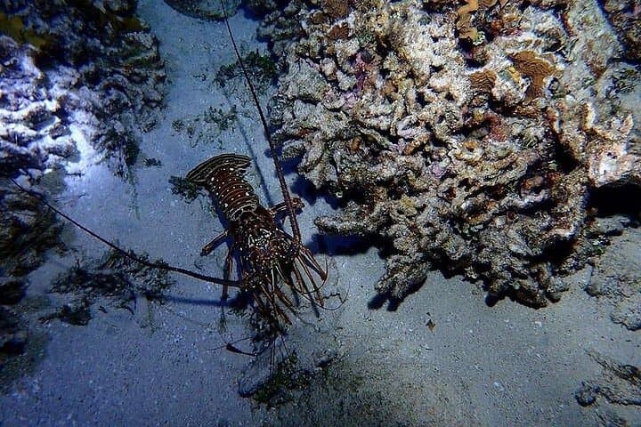 Roatan Night Snorkel Adventure: Explore the Reef After Dark photo 6