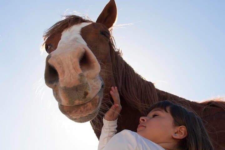 Horses and Coaching: Transformational Equine Experience in Gran Canaria