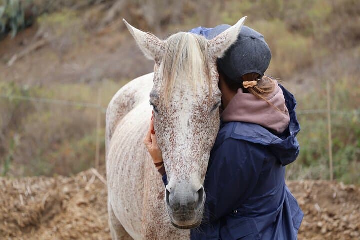 Horses and Coaching: Transformational Equine Experience in Gran Canaria photo 3