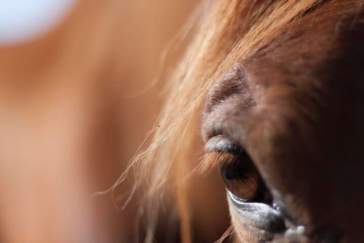 Horses and Coaching: Transformational Equine Experience in Gran Canaria photo 4